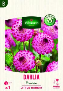 Dahlia pompon Little Robert (x1)